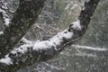 ニュースで