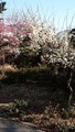 ご近所で。。