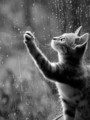 雨