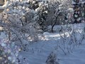 雪