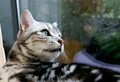 雨