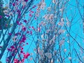 ポカポカ