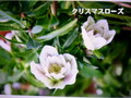 「たか隊感謝祭」