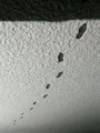 《雪!》