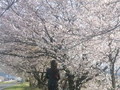 「毎年」